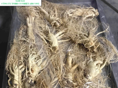 SÂM NGUYÊN CỦ SẤY THĂNG HOA